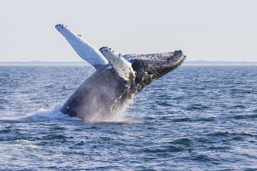 Humpback Whale Photograph by Mircea Costina Photography