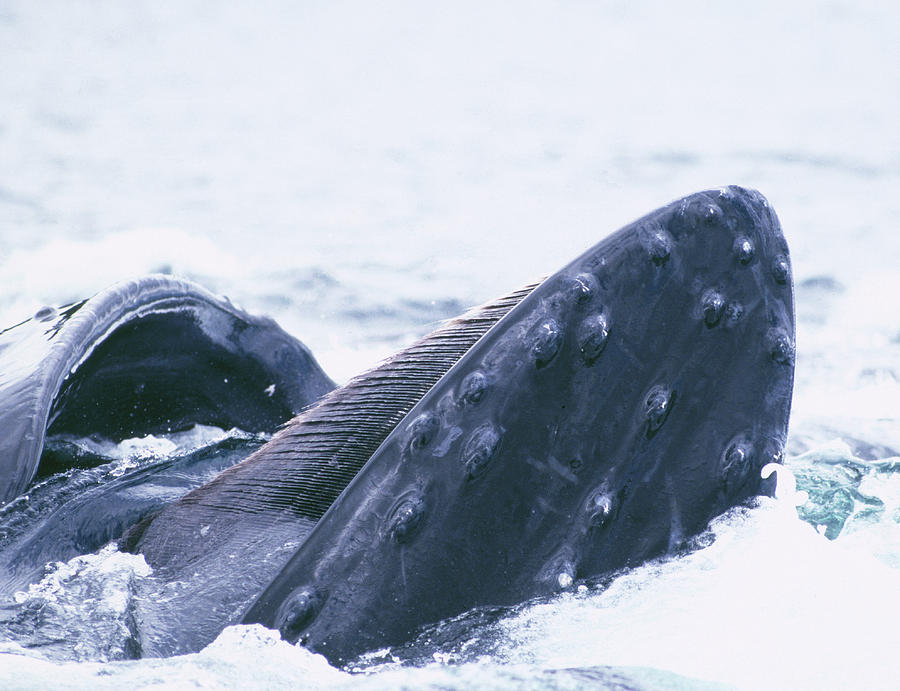 Humpback Whale Mouth Photograph by Ken Maher - Pixels