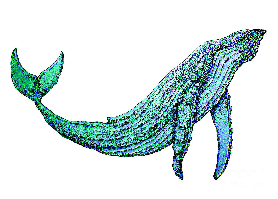 Humpback Whale Drawing by Nick Gustafson