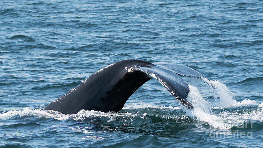 Humpback Whale of a Tail Photograph by Lorraine Cosgrove
