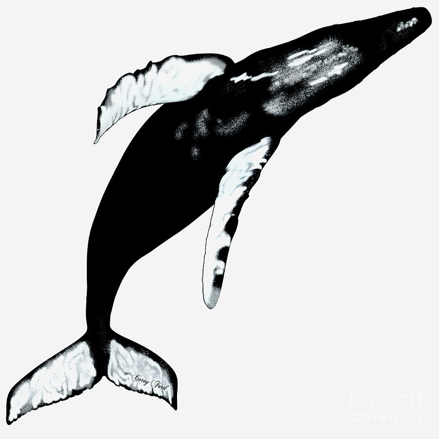 Humpback Whale on White Painting by Corey Ford