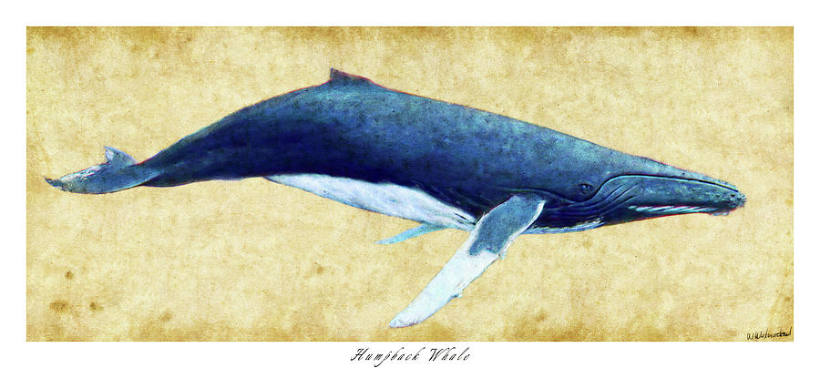 Humpback Whale painting - framed Photograph by Weston Westmoreland