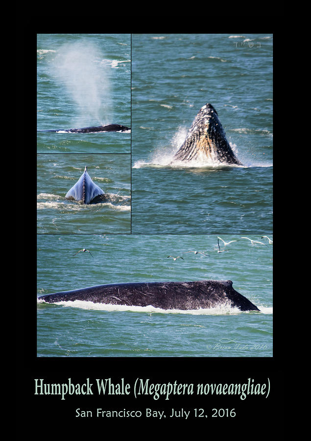 Humpback Whale Photo Montage Photograph by Brian Tada