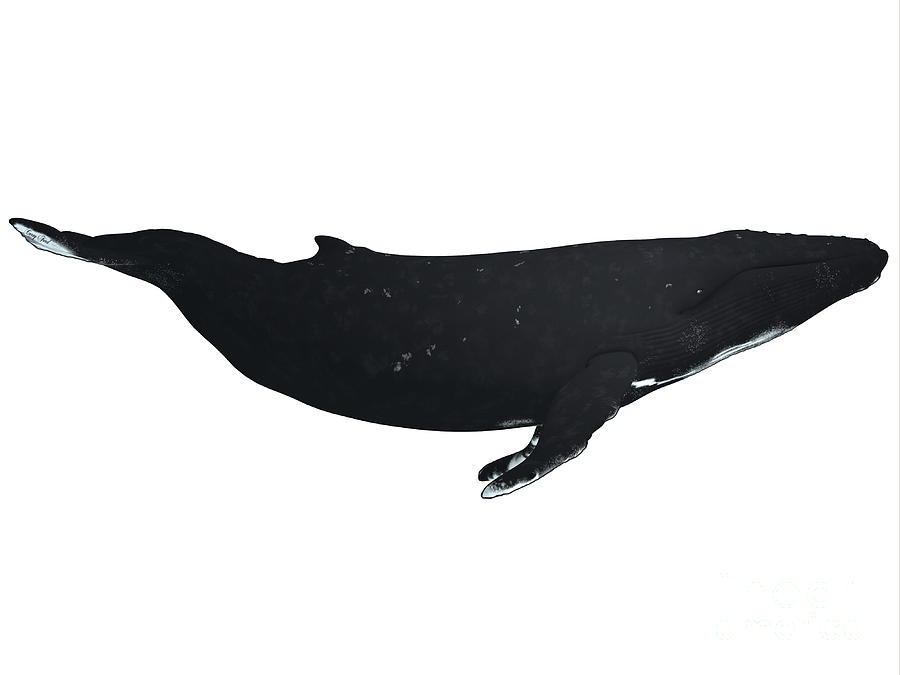 Humpback Whale Profile Painting by Corey Ford