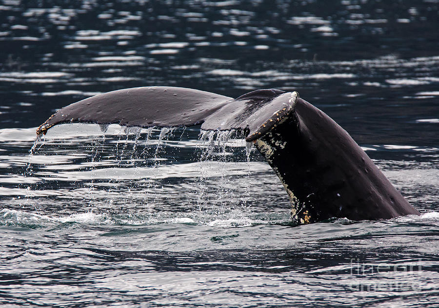 Humpback Whale Photograph by Robert Pilkington
