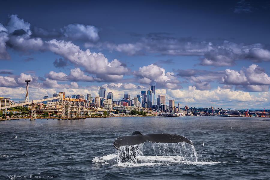 Humpback Whale-seattle Photograph