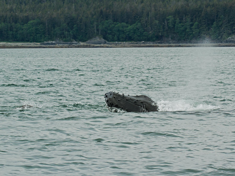 Humpback whale surfaces and blowhole released. Photograph by Allan Levin