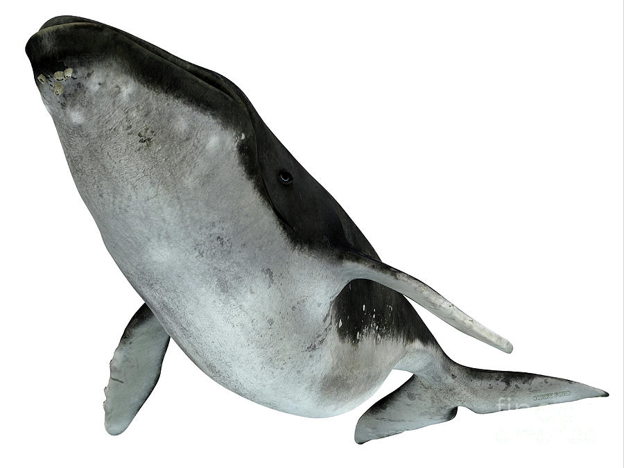 Humpback Whale Swimming Digital Art by Corey Ford