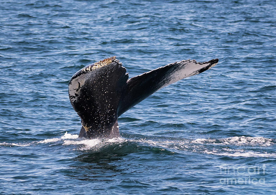 Humpback Whale Tail 2 Photograph by Lorraine Cosgrove