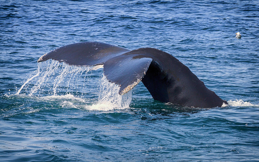 Humpback Whale Tail Photograph by Brian Caldwell