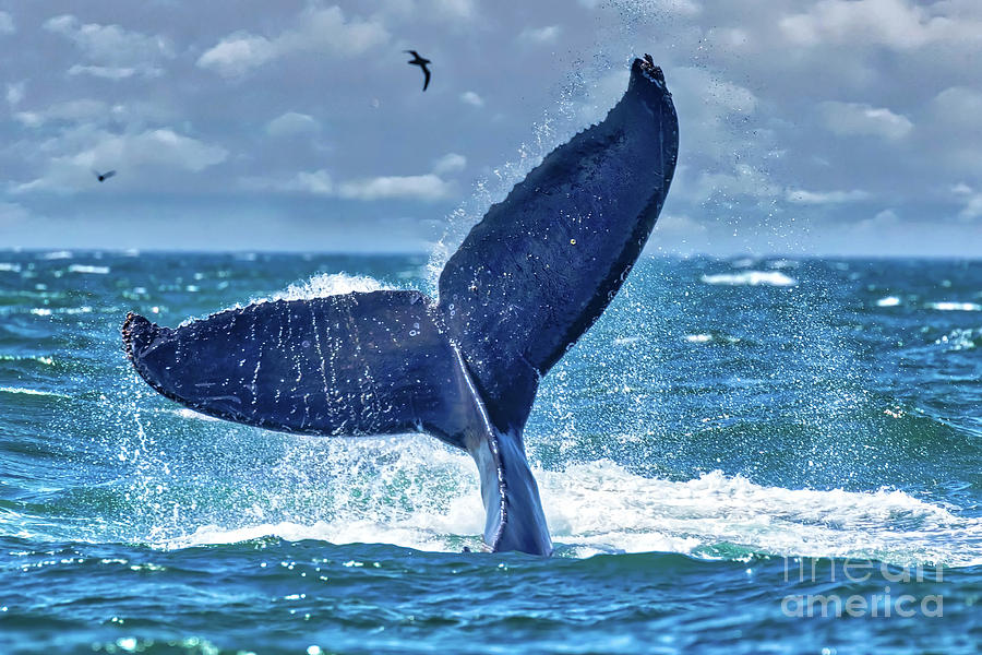 Humpback Whale Photograph - Humpback Whale Tail Fluke by Rob Daugherty.