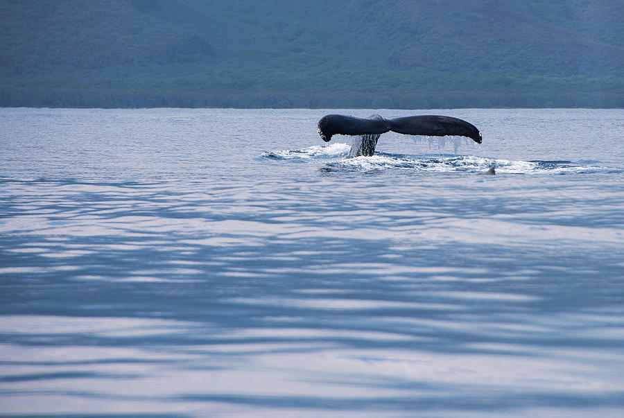Humpback whale tail Photograph by Jennifer Ancker