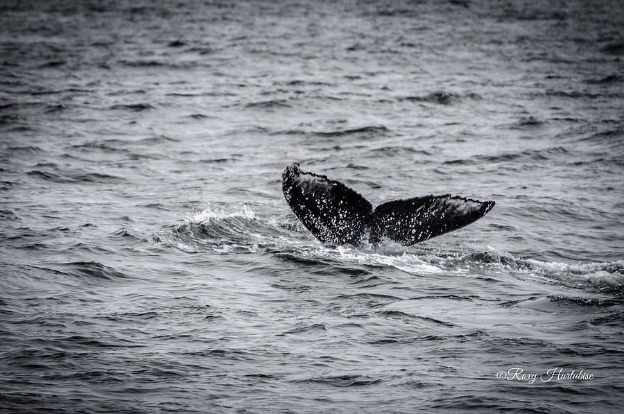 Whale Photograph - Humpback Whale Tail by Roxy Hurtubise