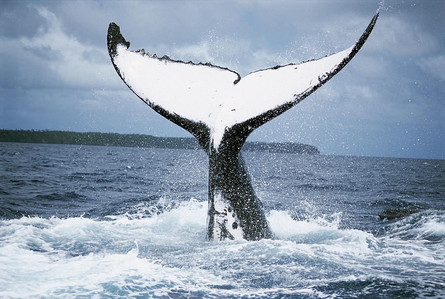 Humpback Whale Tail Tonga Photograph by Mike Parry
