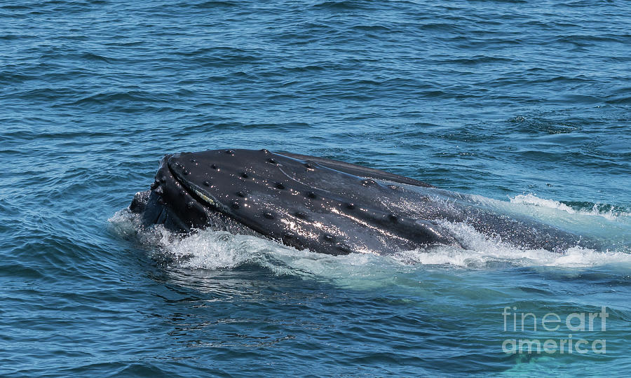 Humpback Whale Tubercles Photograph by Lorraine Cosgrove