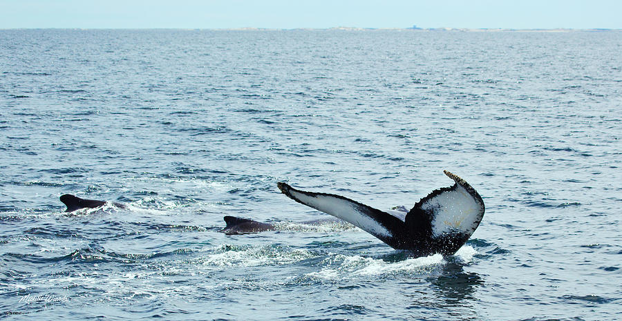 Humpback Whale With Calves Stellwagen Bank Massachusetts Bay Photograph by Michelle Constantine