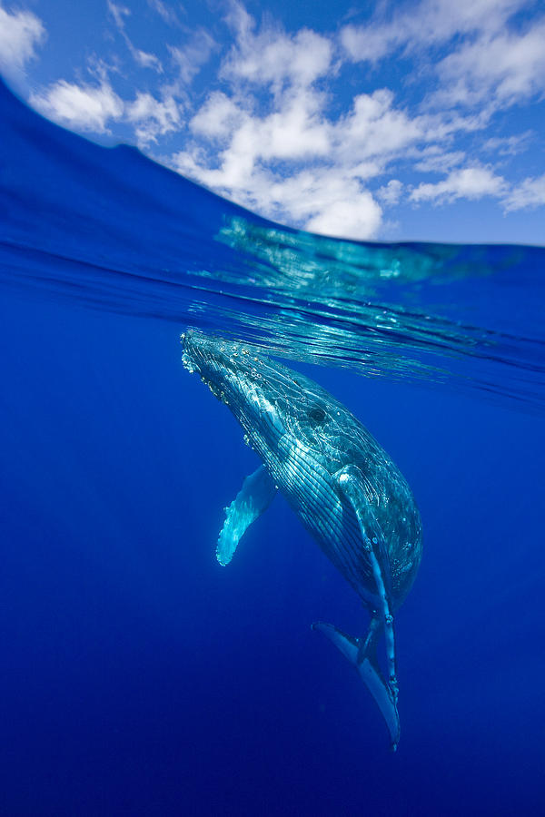 Humpback Whale With Clouds Photograph by David Olsen