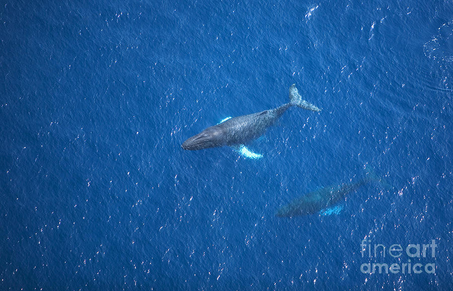 Humpback Whales Aerial II Photograph by Ron Dahlquist - Printscapes