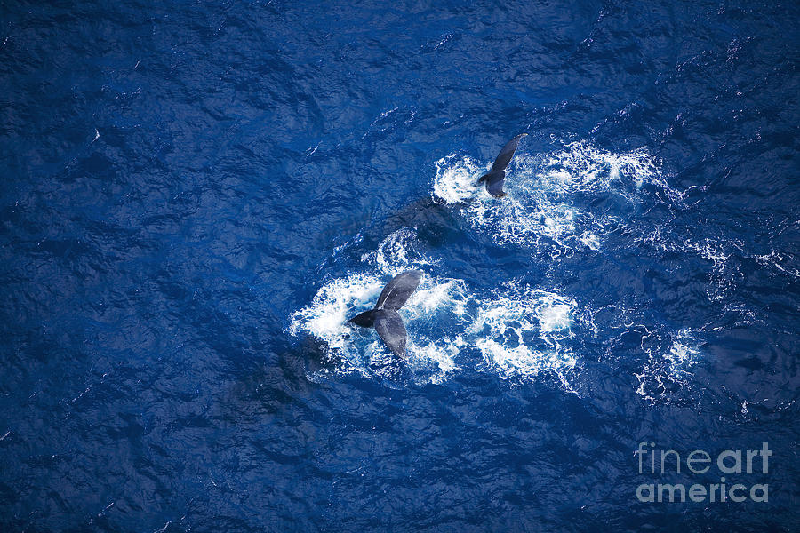 Humpback Whales Aerial Photograph By Ron Dahlquist - Printscapes | Fine ...