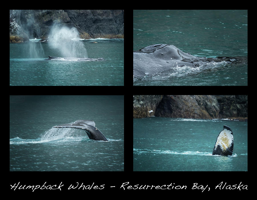 Humpback Whales Collage Photograph by Belinda Greb