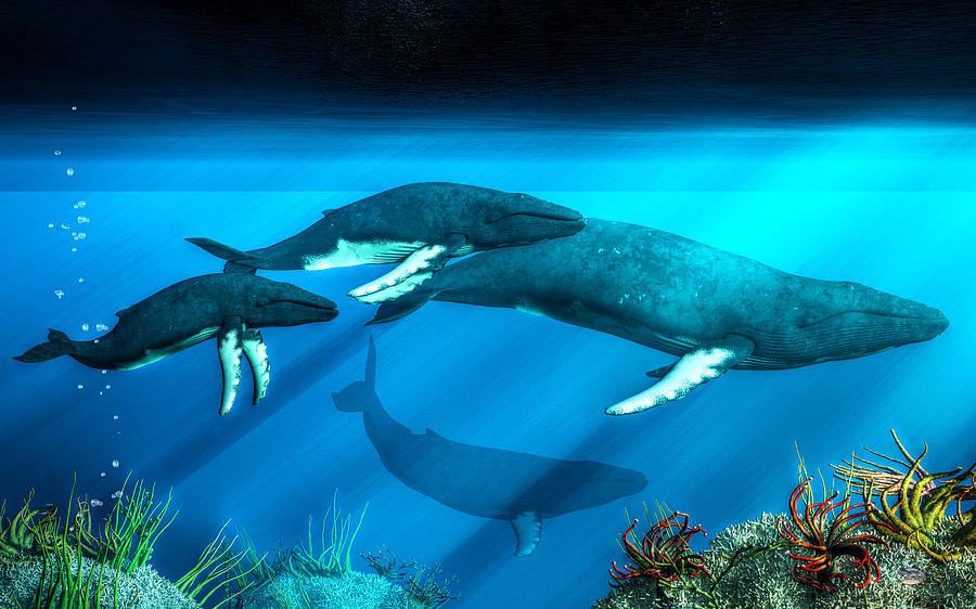 Humpback Whales Digital Art by Daniel Eskridge