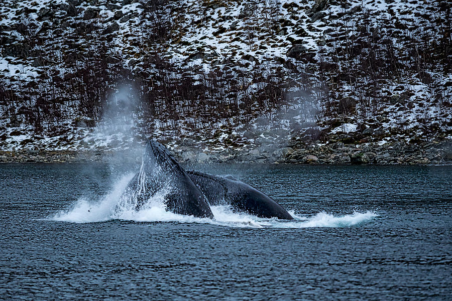 Humpback Whales Photograph by Mark Llewellyn