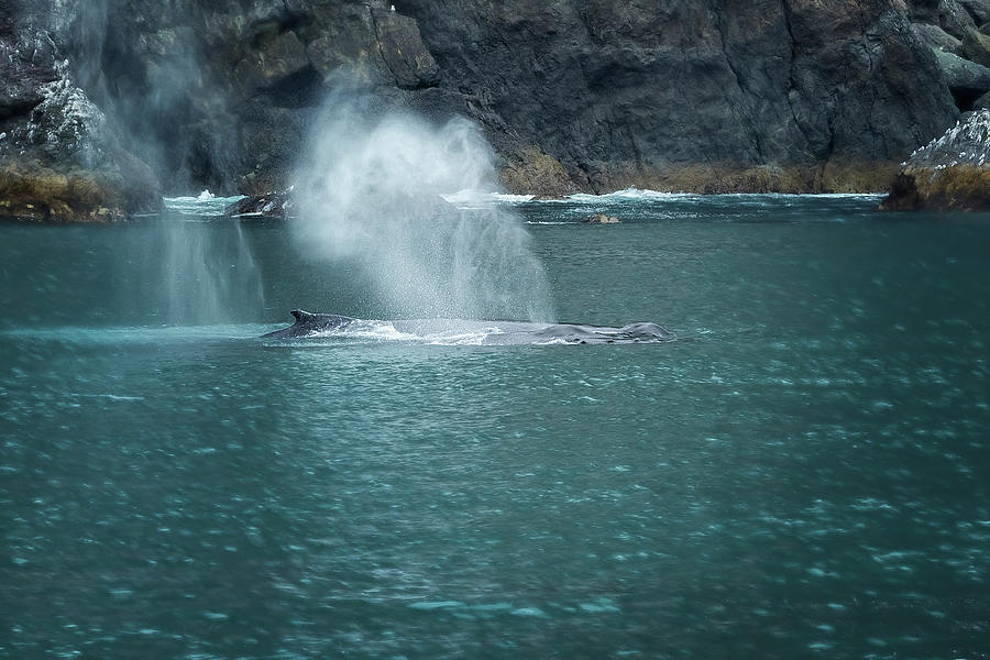 Humpback Whales Spouting Photograph by Belinda Greb