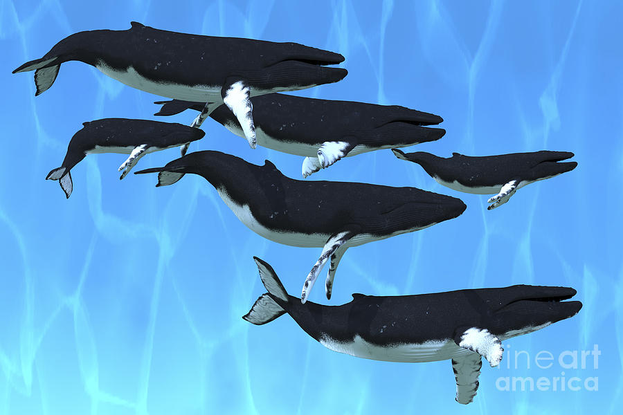 Wildlife Digital Art - Humpback Whales Swim Together by Corey Ford