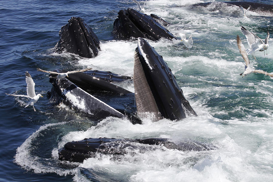 Humpback Whales, Stellwagen Bank National Marine Sanctuary Photograph by Thomas Sweeney