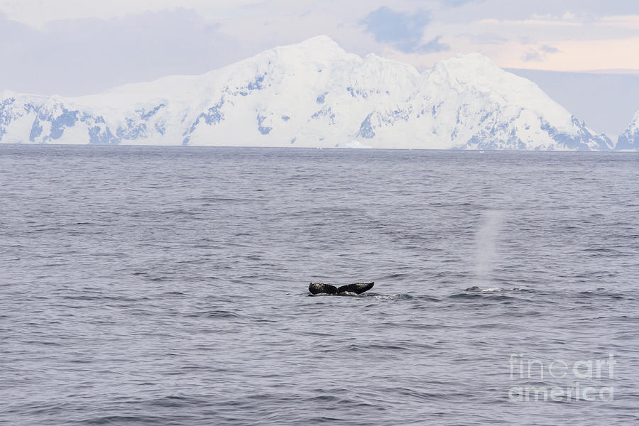 Humpbacks in Antarctica Photograph by Karen Foley