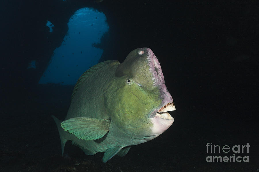 Fish Photograph - Humphead Parrotfish by Reinhard Dirscherl