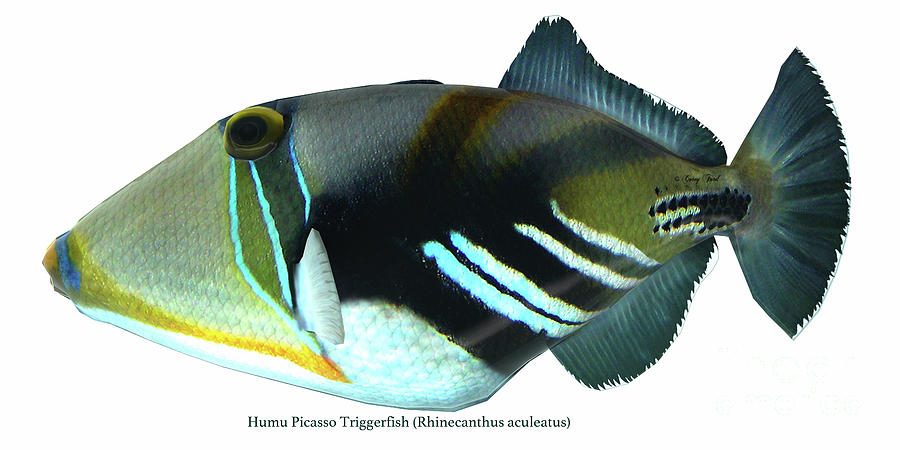 Humu Picasso Triggerfish Digital Art by Corey Ford