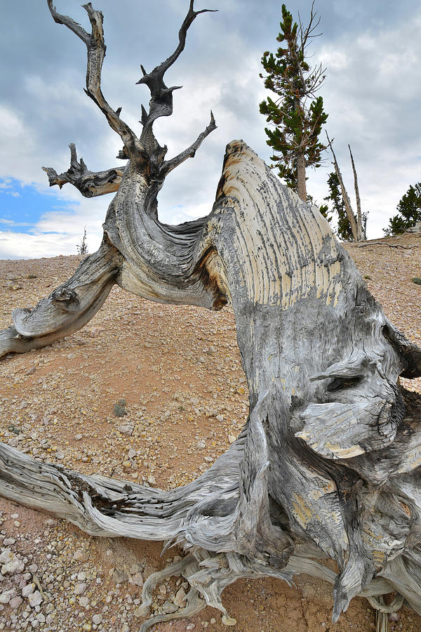 Hunchback Bristlecone Photograph by Ray Mathis