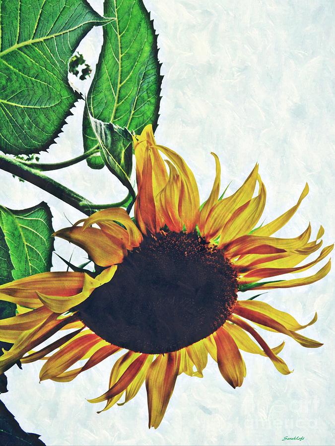 Sunflower Photograph - Hung Over by Sarah Loft
