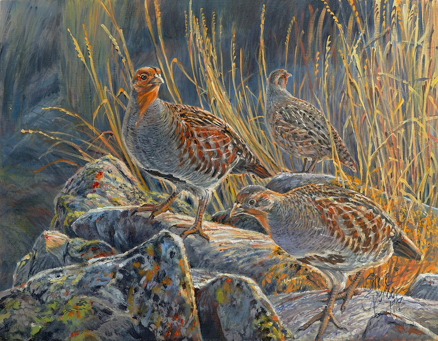 Bird Painting - Hungarian Partridges by Steve Spencer