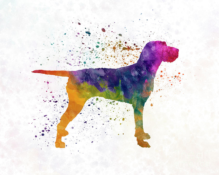 Hungarian Wirehaired Vizsla in watercolor Painting by Pablo Romero