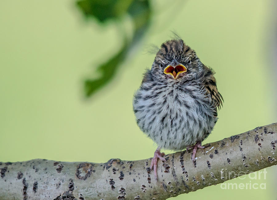Hungry Baby Bird Photograph by Cheryl Baxter