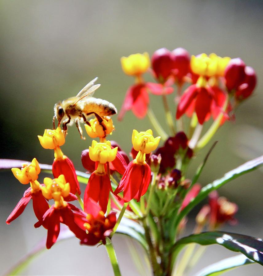 Flowers Still Life Photograph - Hungry Bee by Erin Finnegan