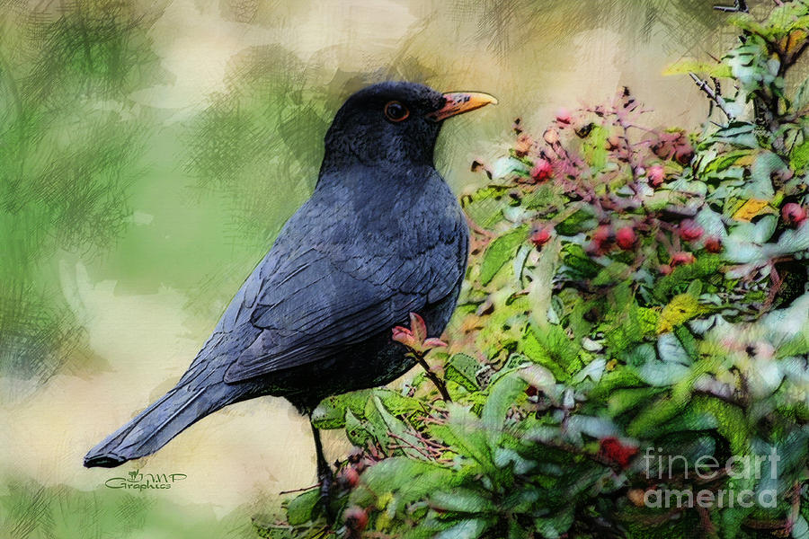 Hungry Blackbird Photograph by Jutta Maria Pusl