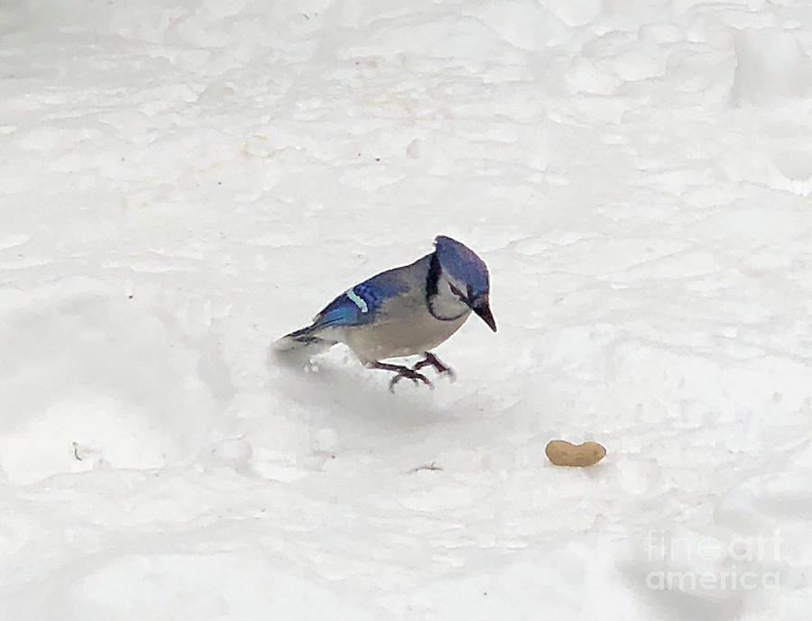 Hungry Blue Jay Photograph by CAC Graphics