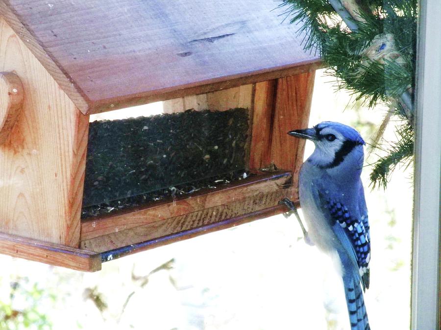 Hungry Bluejay Photograph by Jeanette Oberholtzer