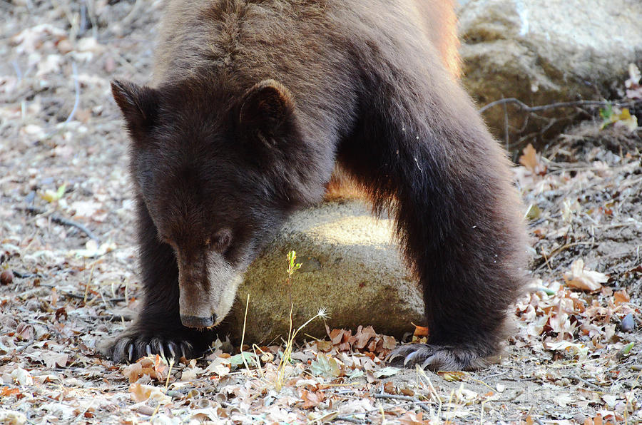 Hungry Brown Bear Photograph by Debby Pueschel