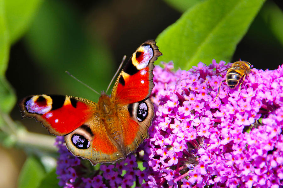 Butterfly Photograph - Hungry butterfly and bee by Peggy Berger Butterfly Photograph - Hungry butterfly and bee by Peggy Berger