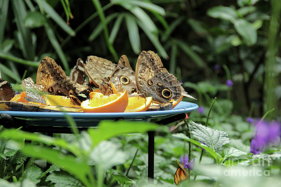 Hungry Butterfly Buffet Photograph