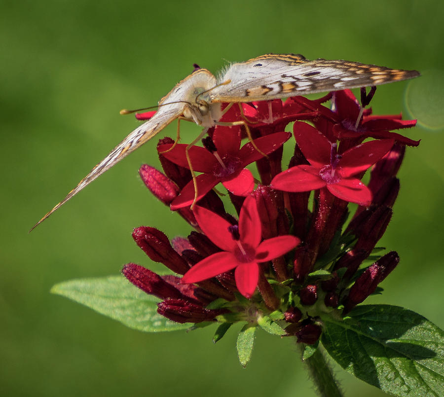 Hungry butterfly Photograph by Jane Luxton