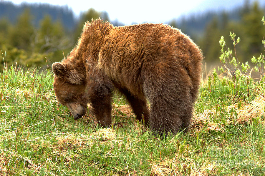 Hungry Canadian Grizzly Photograph by Adam Jewell