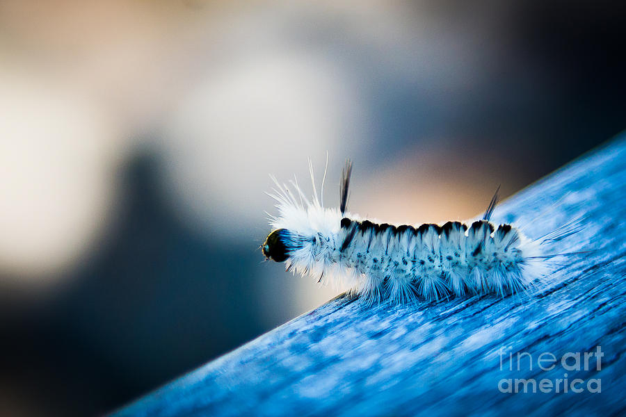 Hungry Caterpillar Photograph by Anna Serebryanik
