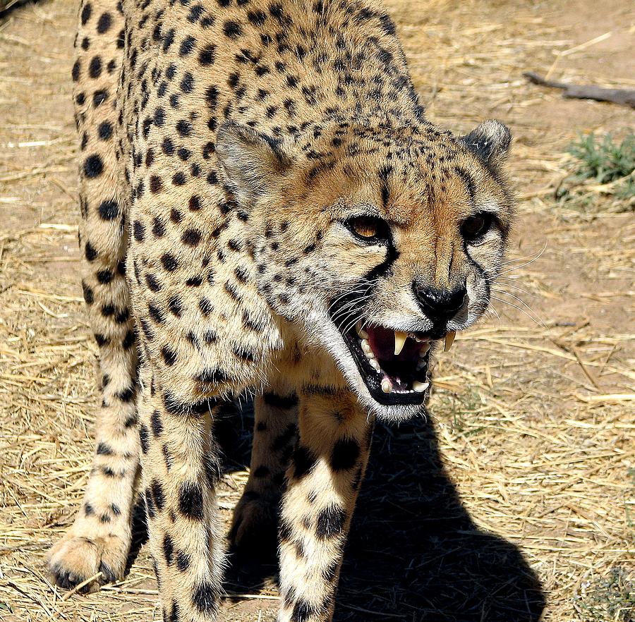 Hungry Cheetah Photograph by Diane Height