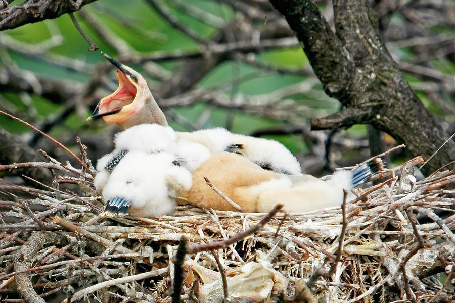 Hungry Chicks Photograph by Dawn Currie