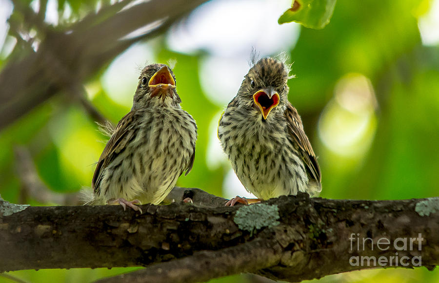 Hungry Chipping Sparrow Fledglings Photograph by Cheryl Baxter